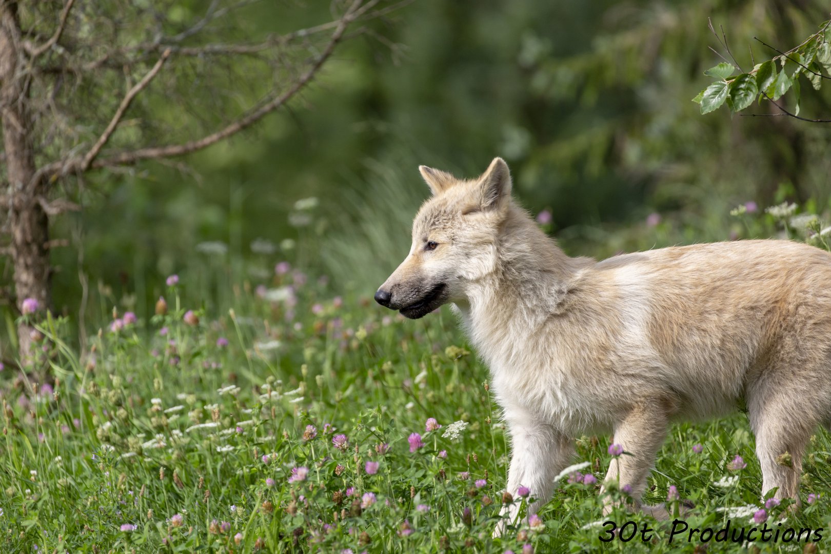 Running through the flowers