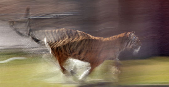 running tiger