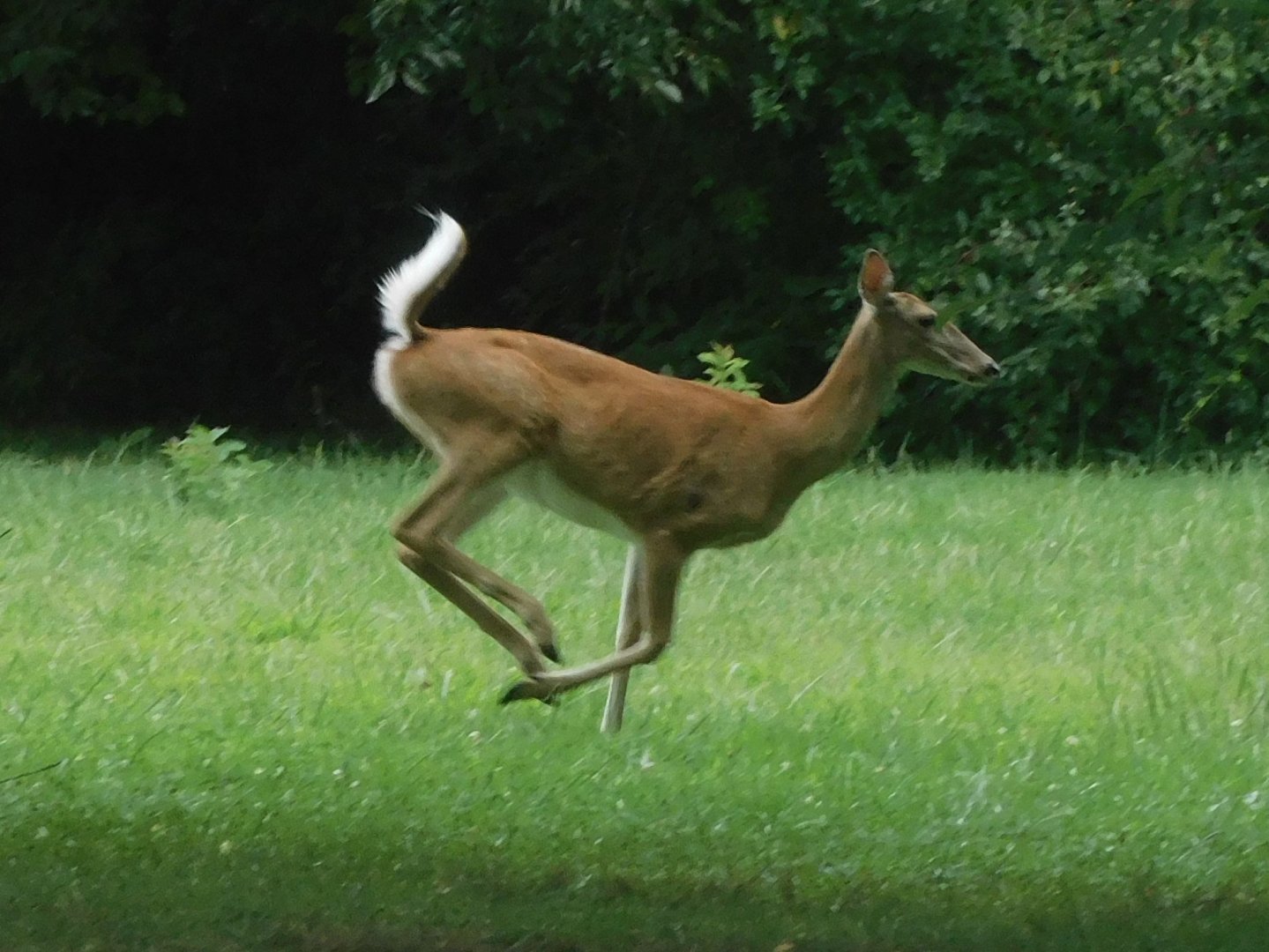 Running white tailed deer