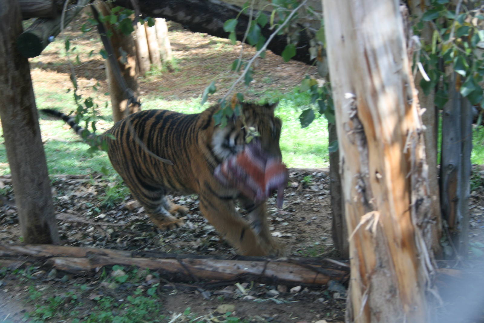 running with the head