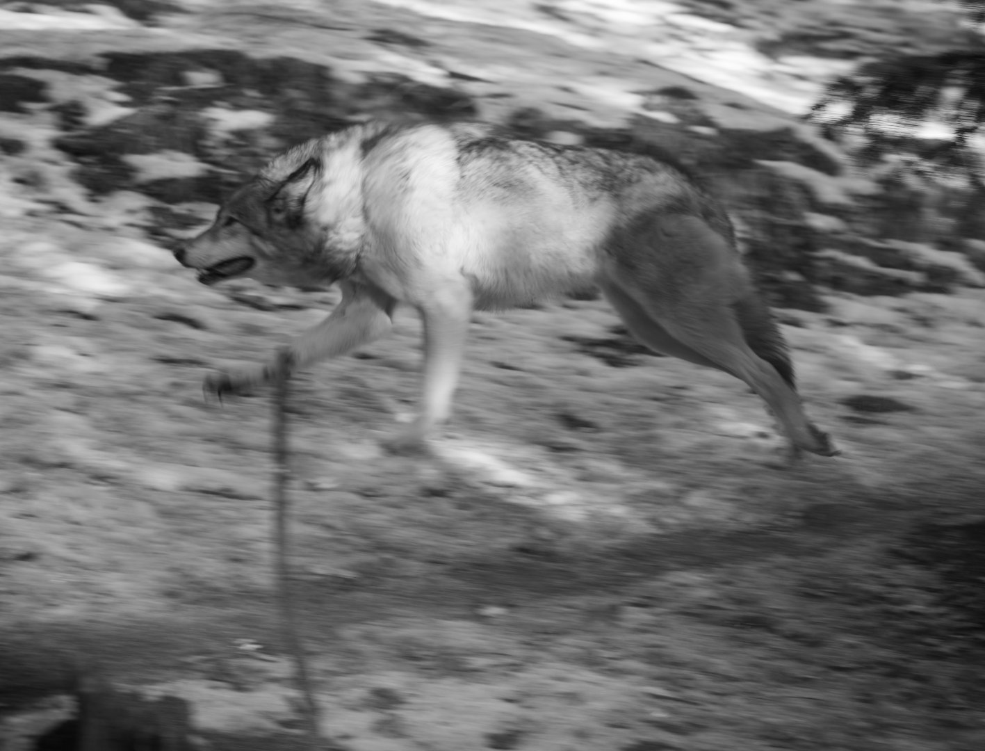 Running Wolf