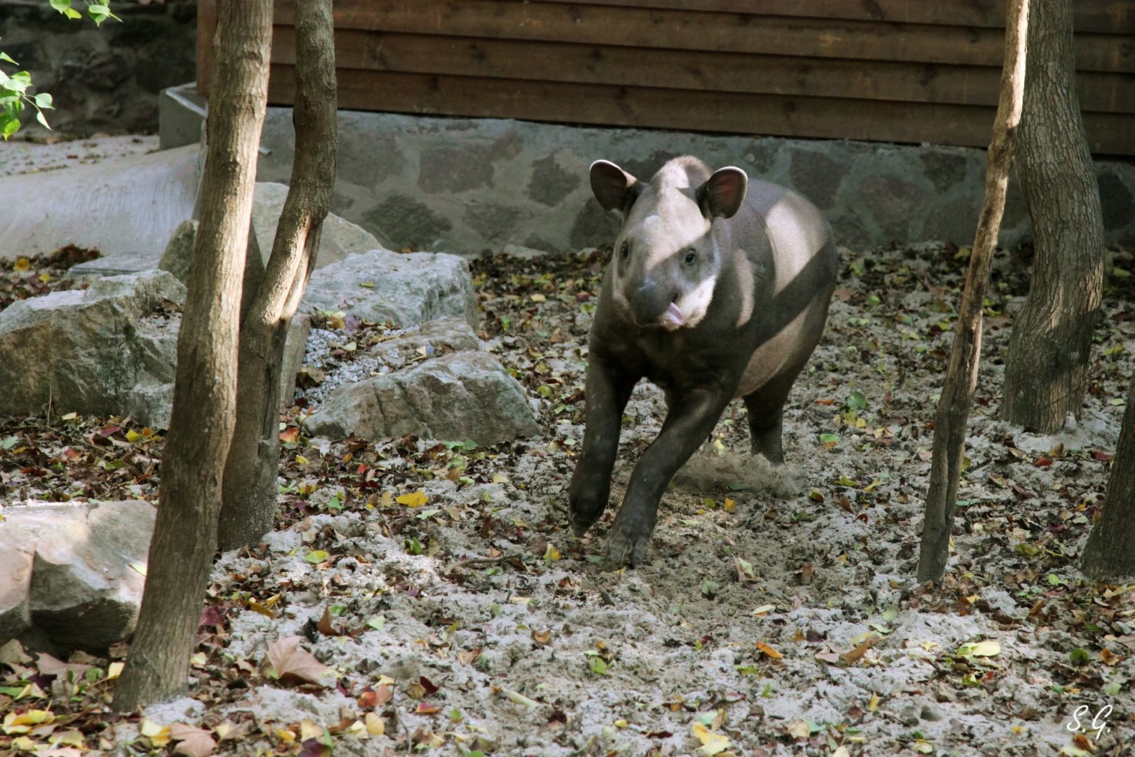 Running young South American tapir