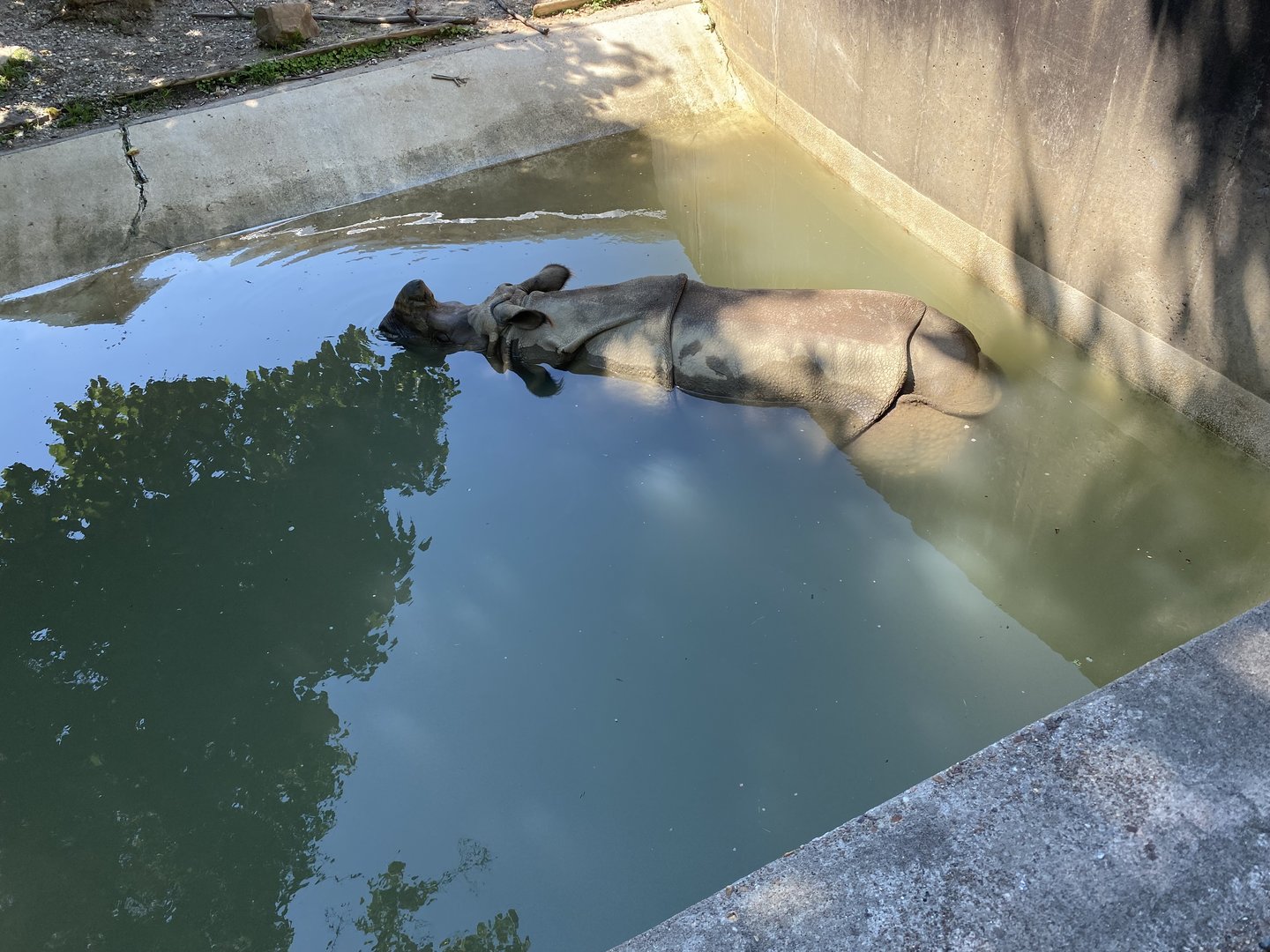 Rupert the Painting Rhino 7-11-2023