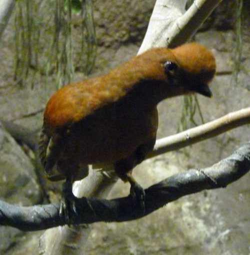 Rupicola Peruviana Female (22-7-17 Faunia)