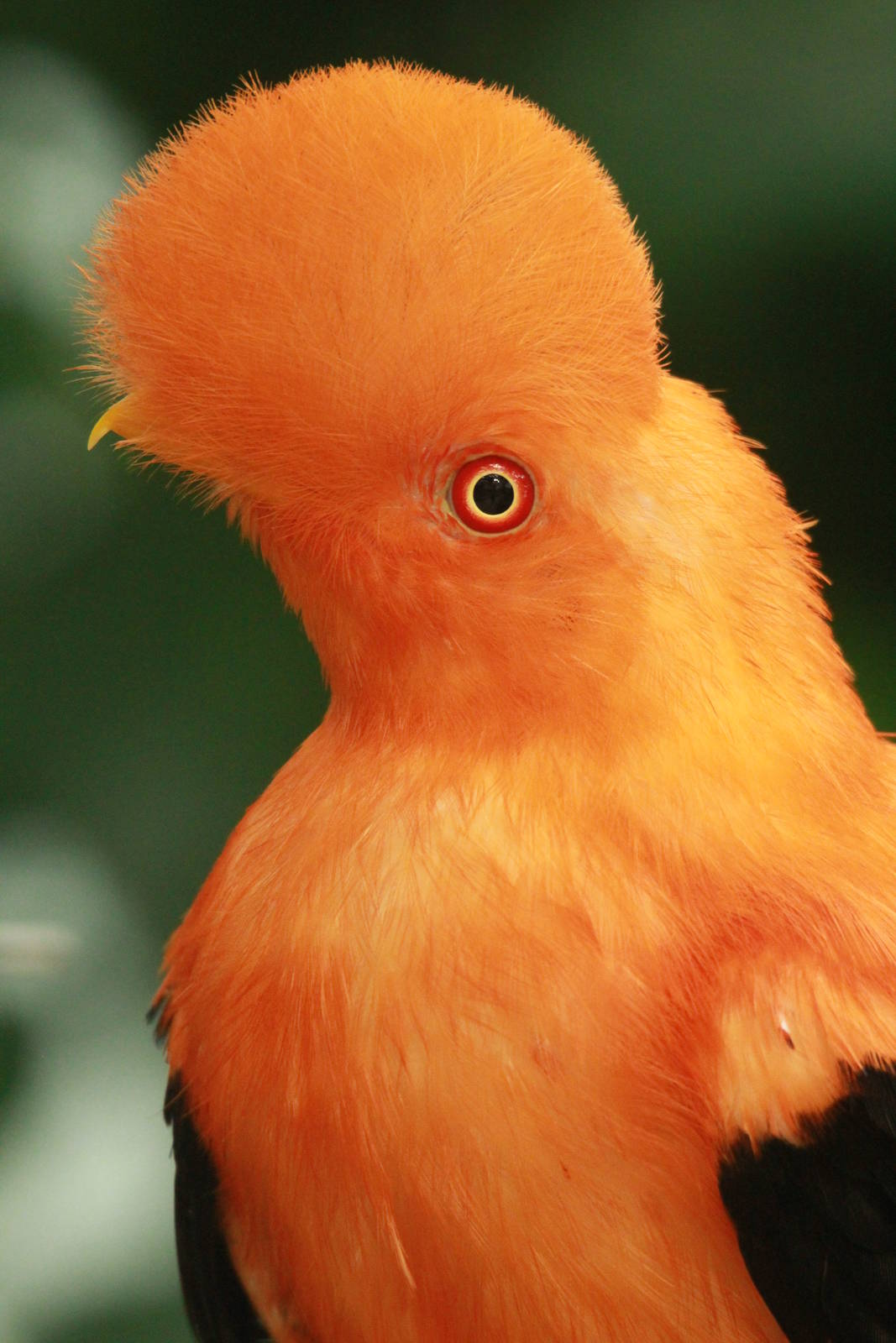 Rupicola peruvianus sanguinolentus