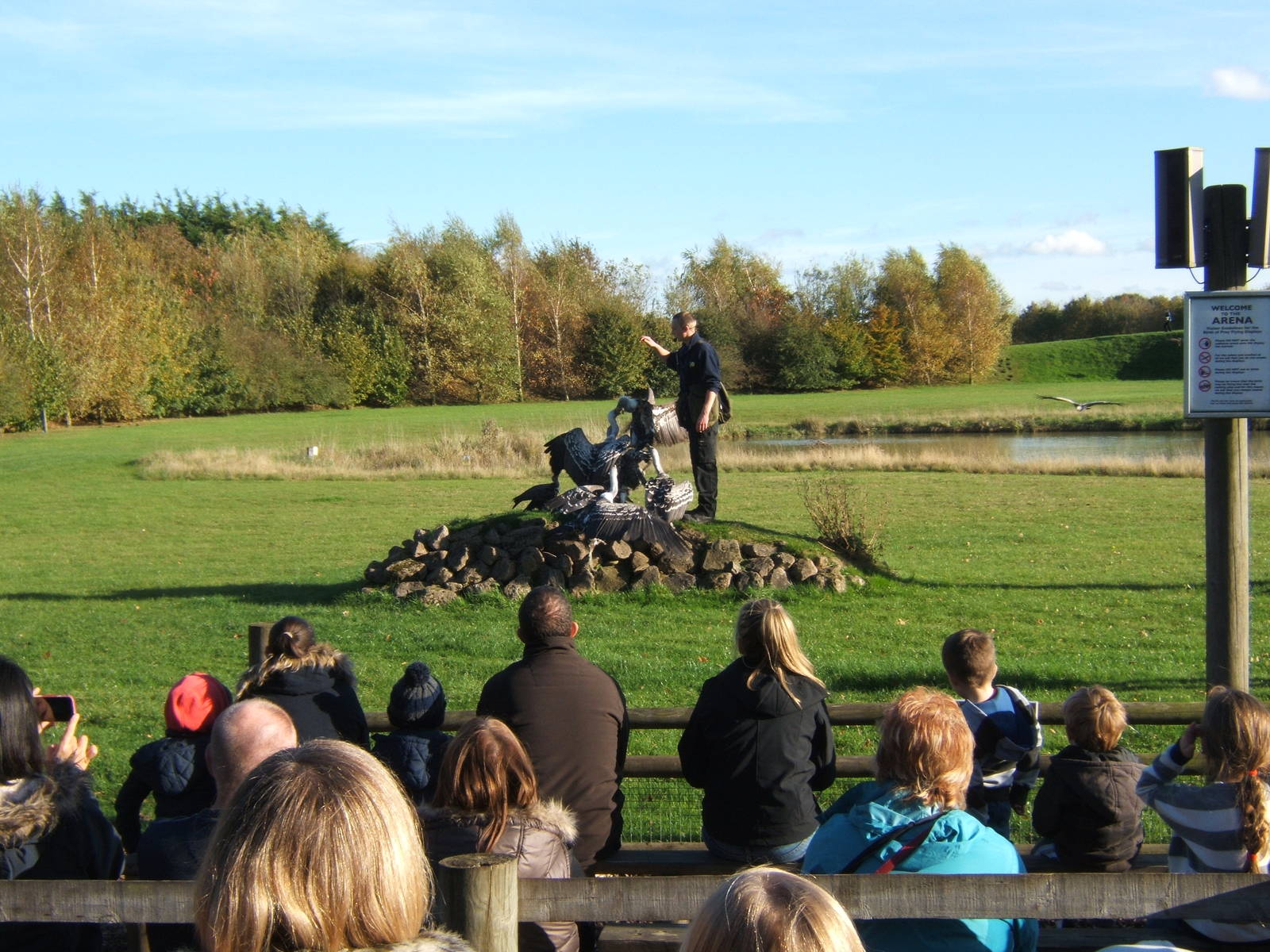 Ruppell`s and Hooded Vulture`s and falconer