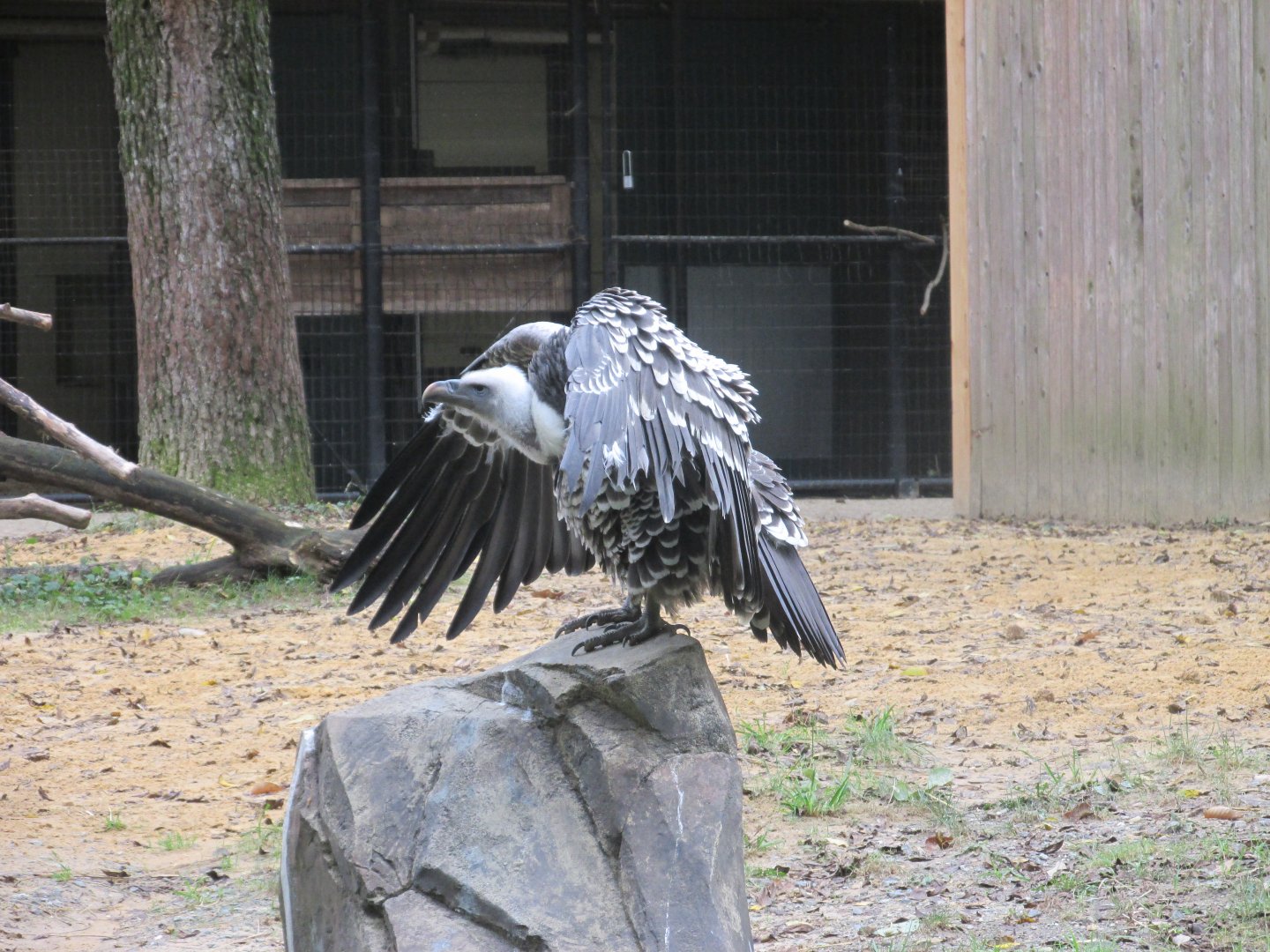ruppell´s griffon vulture