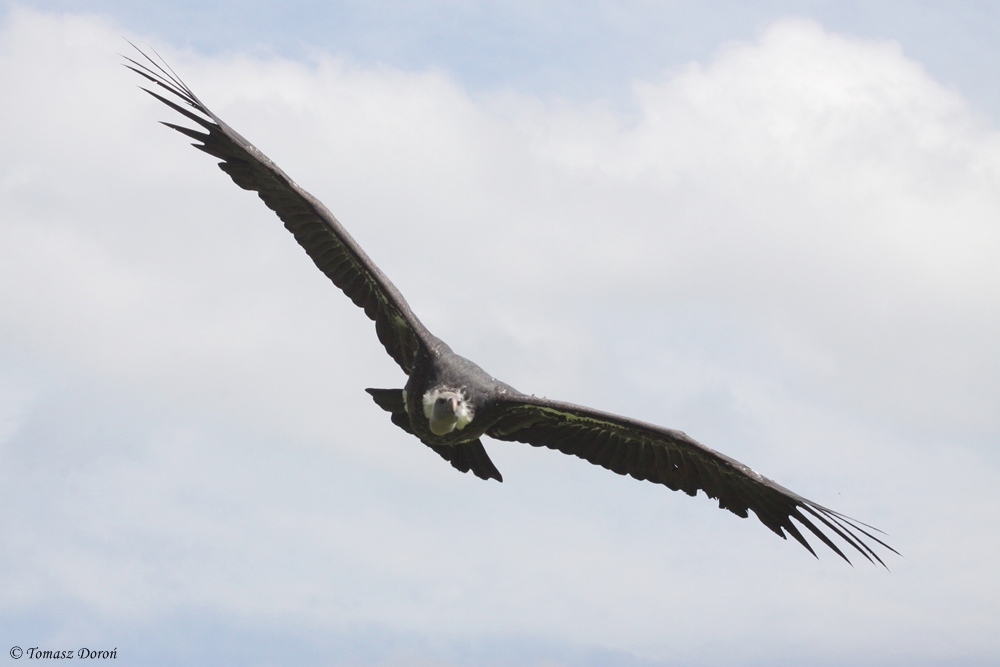 Ruppells Vulture (Gyps rueppellii)