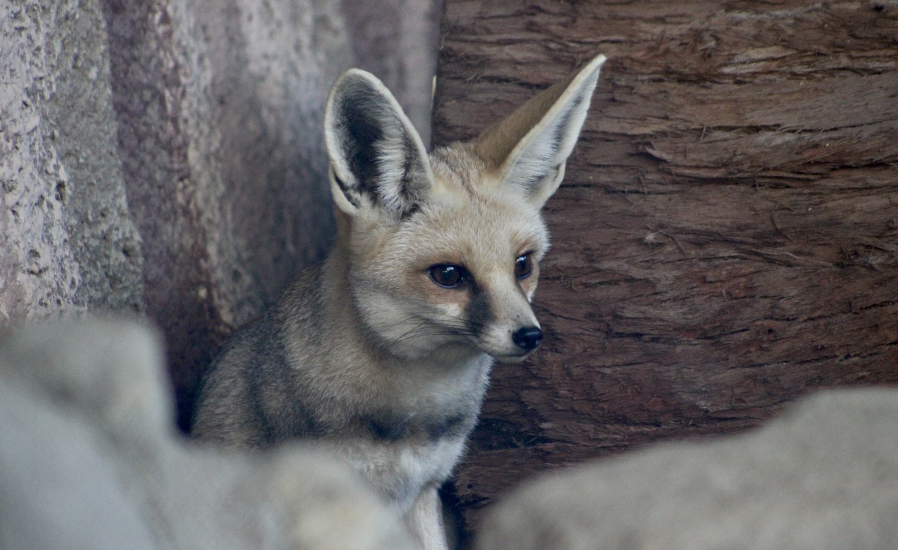 Rüppell's Desert Fox (Vulpes rueppellii)