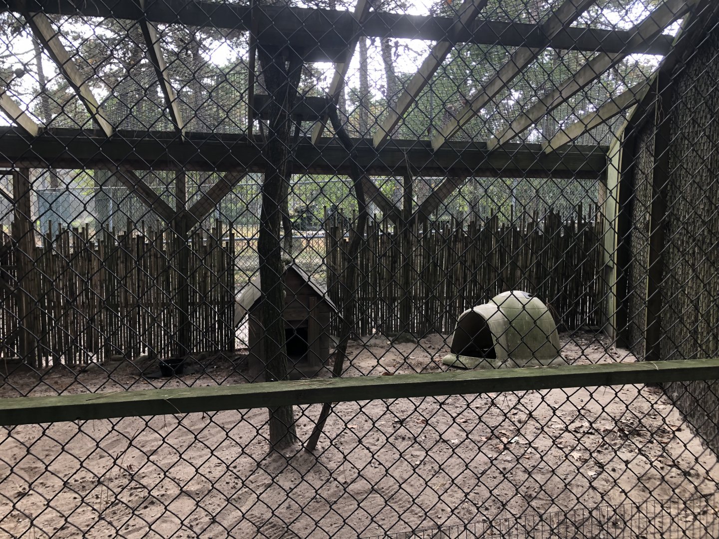 Ruppell's fox enclosure