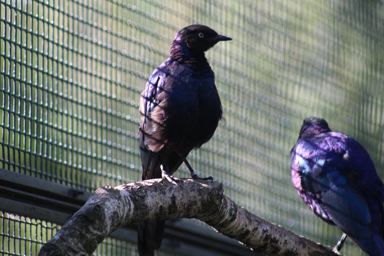 Rüppell's Glossy Starling