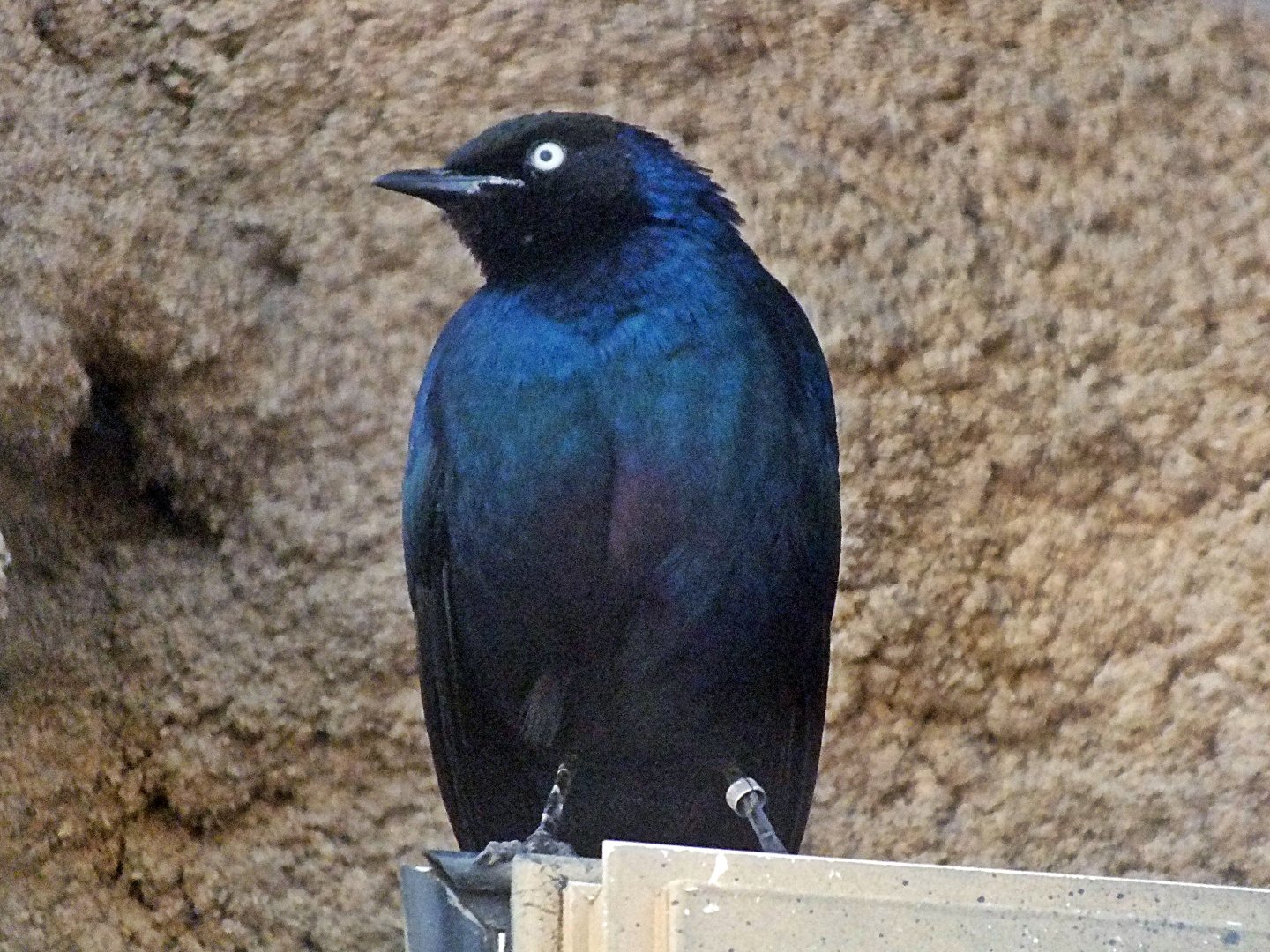 Rüppell's glossy starling