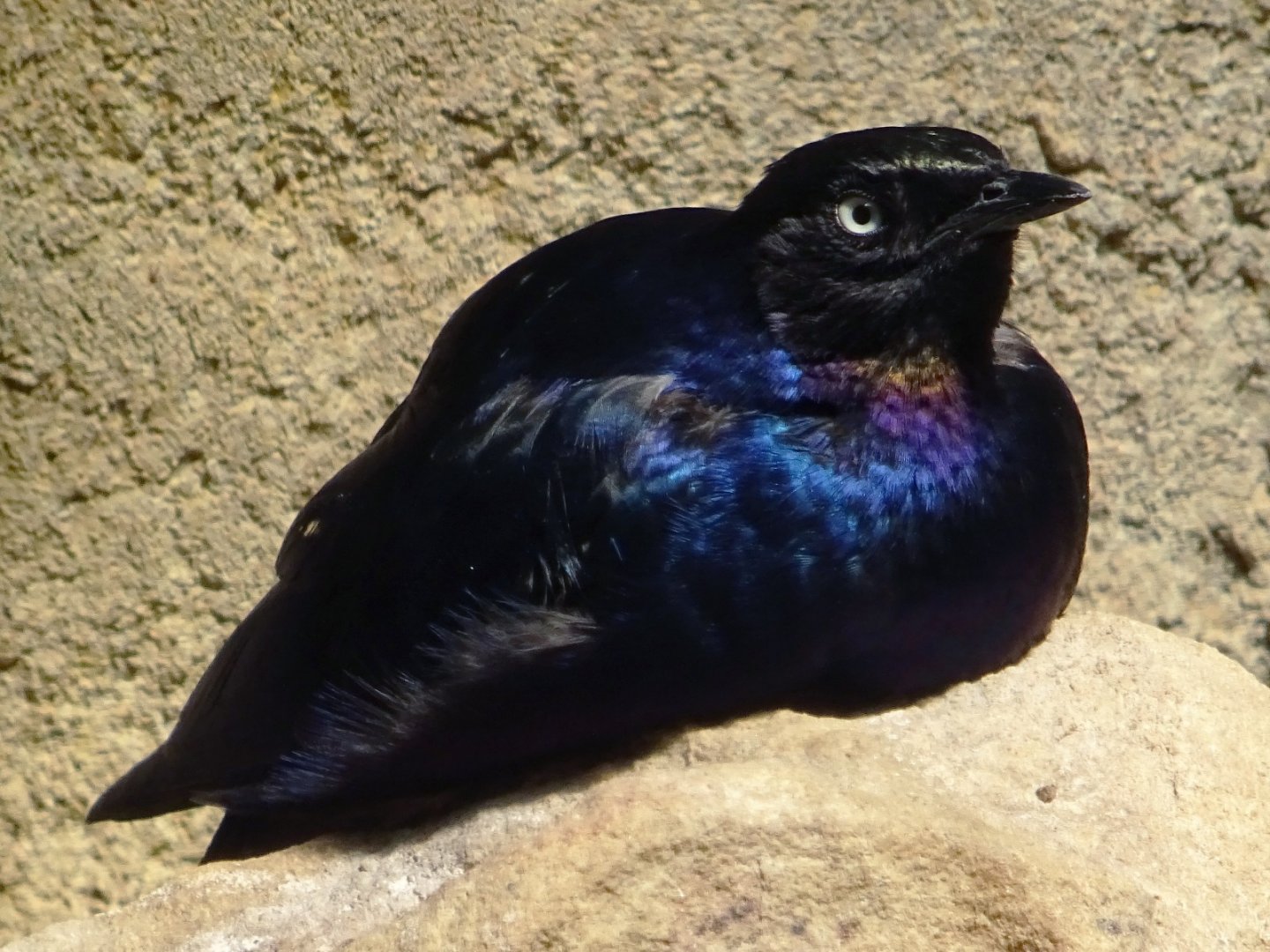 Rüppell’s Glossy Starling