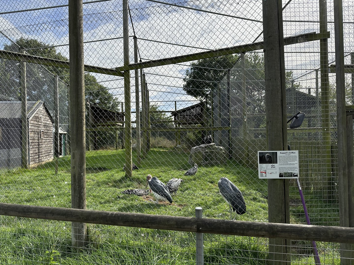 Ruppell's Griffon / Marabou Stork Enclosure at Hamerton Zoo Park (October 2023)