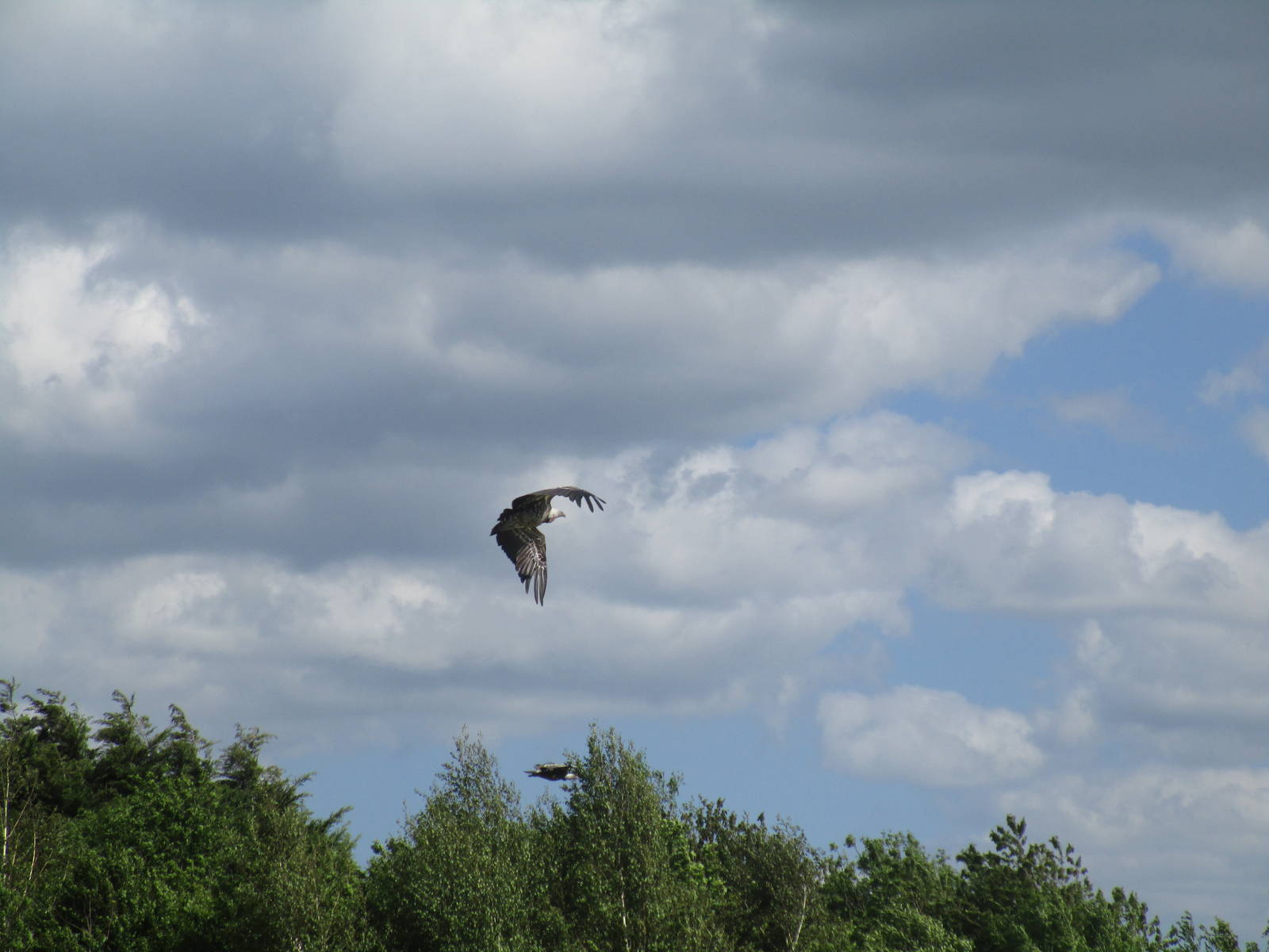 Ruppells Griffon Vulture - 06/06/15