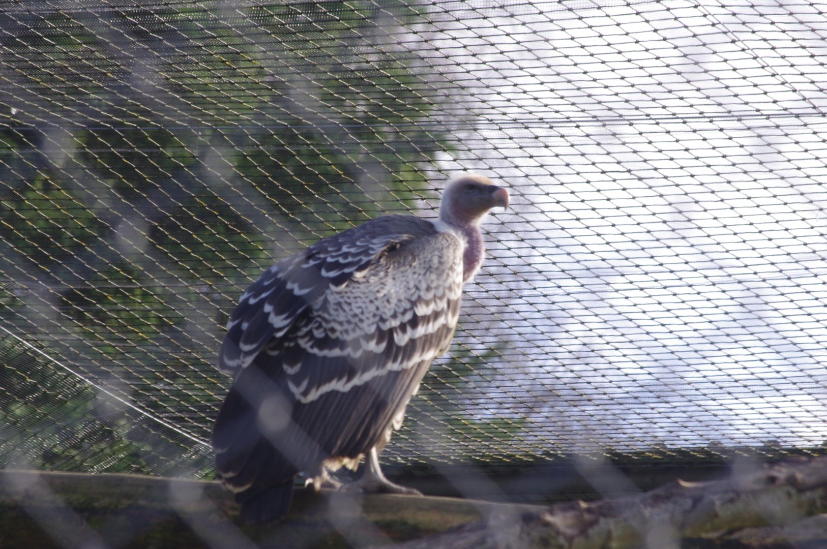 Ruppell's Griffon Vulture- 19/2/2024
