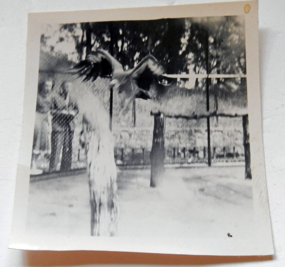 Ruppell's Griffon Vulture 1949