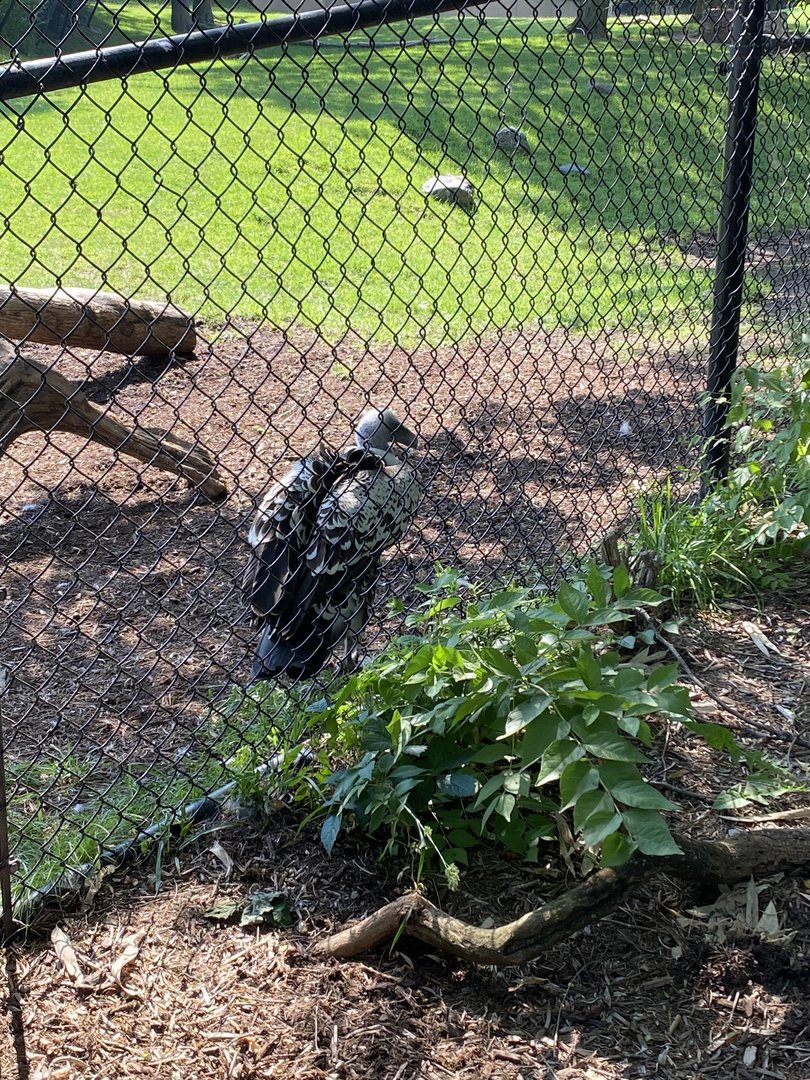 Rüppell’s Griffon Vulture - 6/4/2023