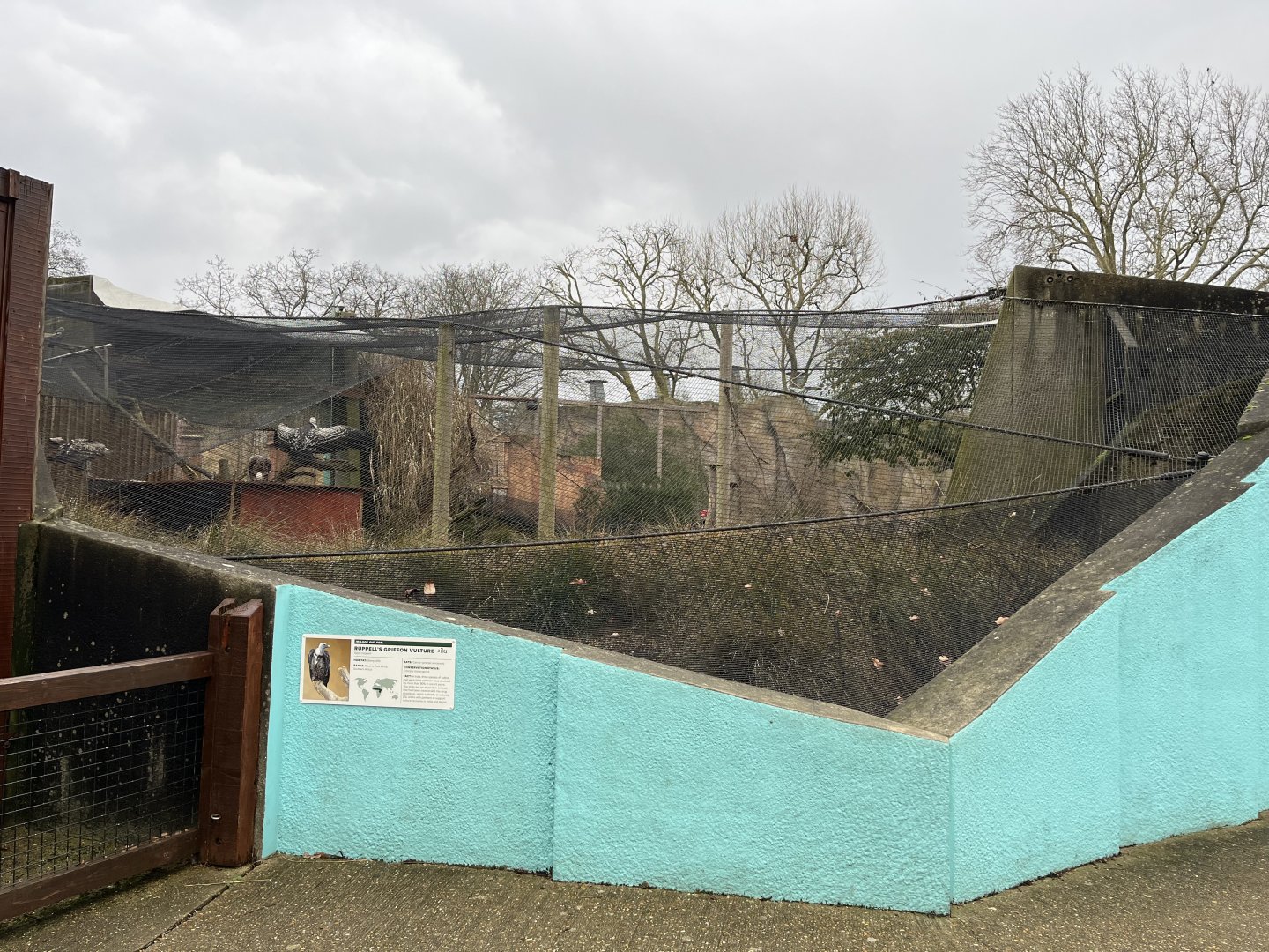 Ruppell’s griffon vulture and Black Kite aviary 11.2.25