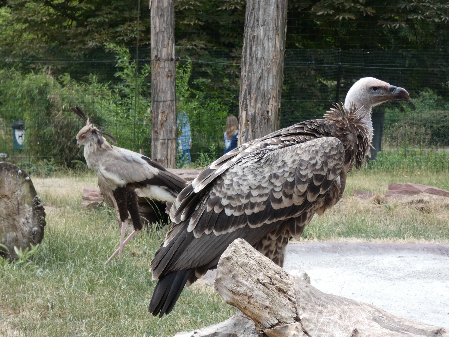 Ruppell's Griffon Vulture and Secretary Bird