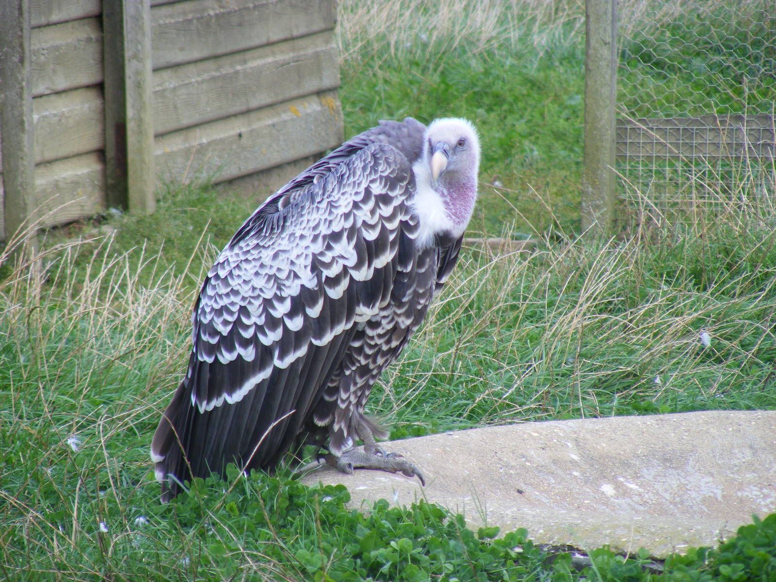 Ruppell's griffon vulture at Hamerton Zoo, 12 September 2010
