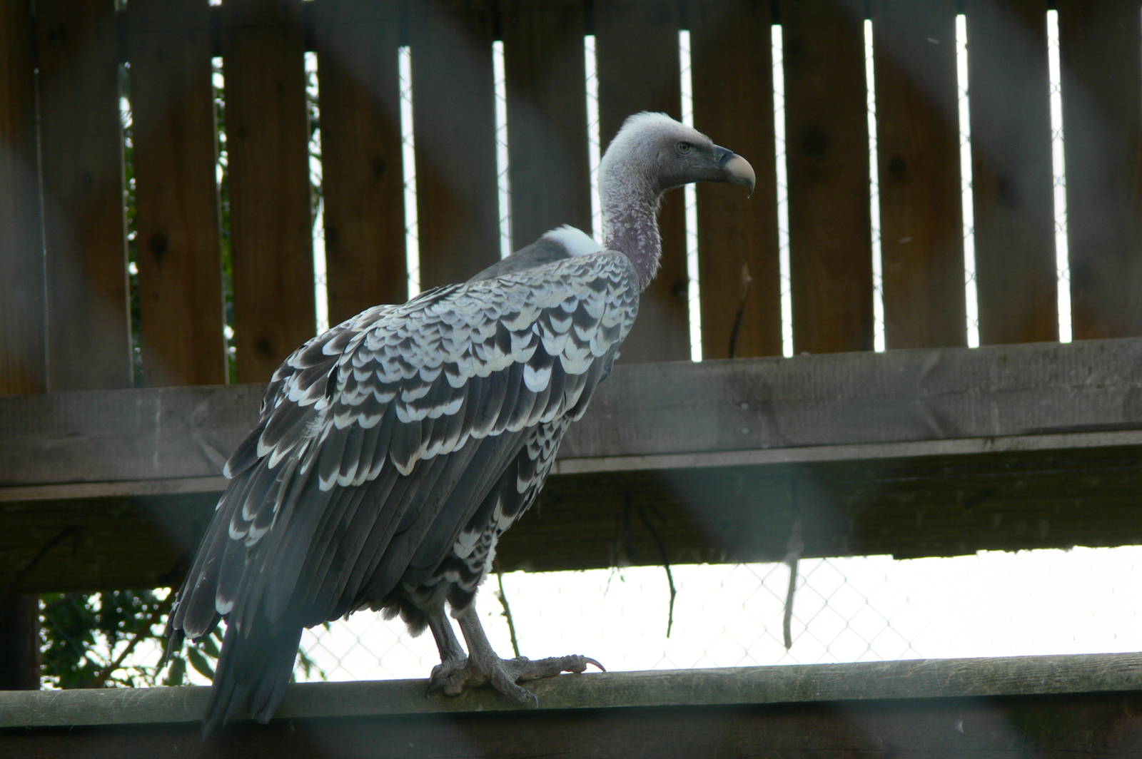 Ruppell's Griffon Vulture at Hamerton Zoo, 23/08/14