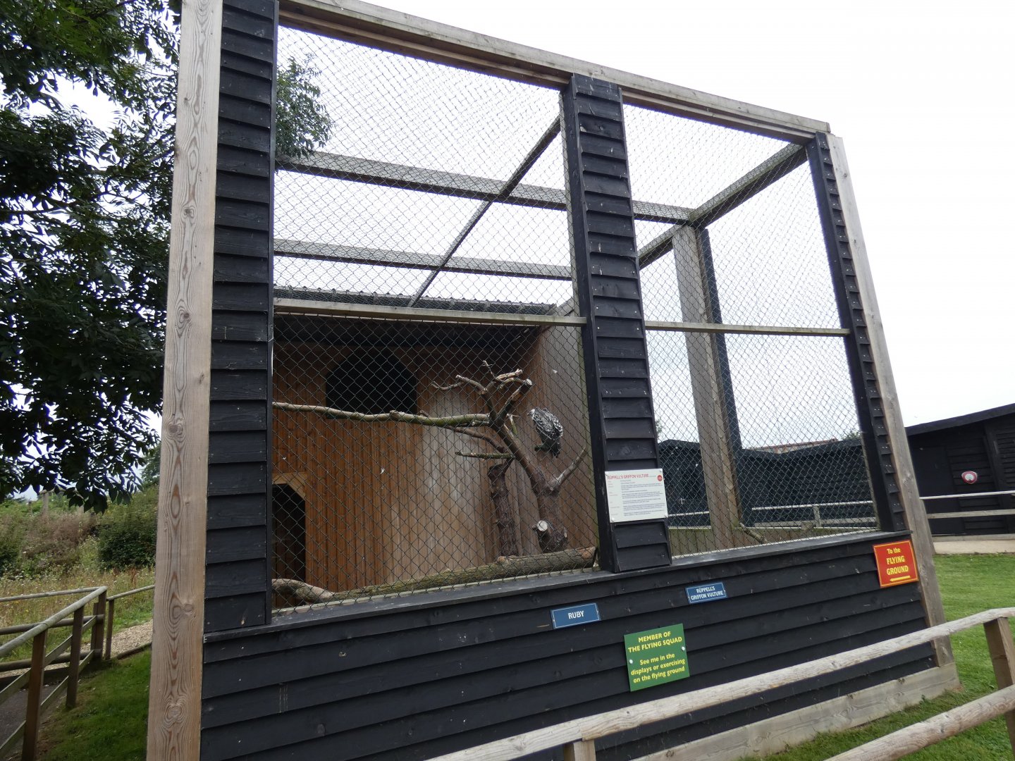 Ruppell's griffon vulture aviary (Suffolk Owl Sanctuary)