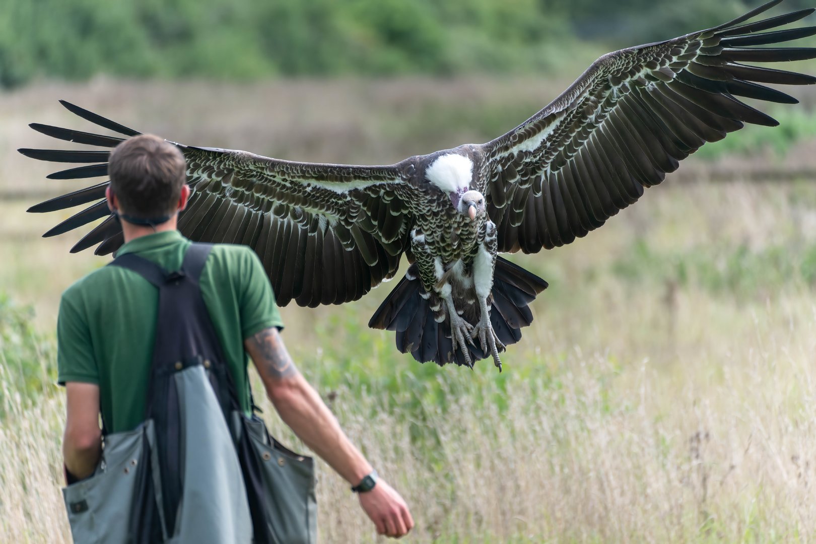 Ruppell's griffon vulture, Banham, UK
