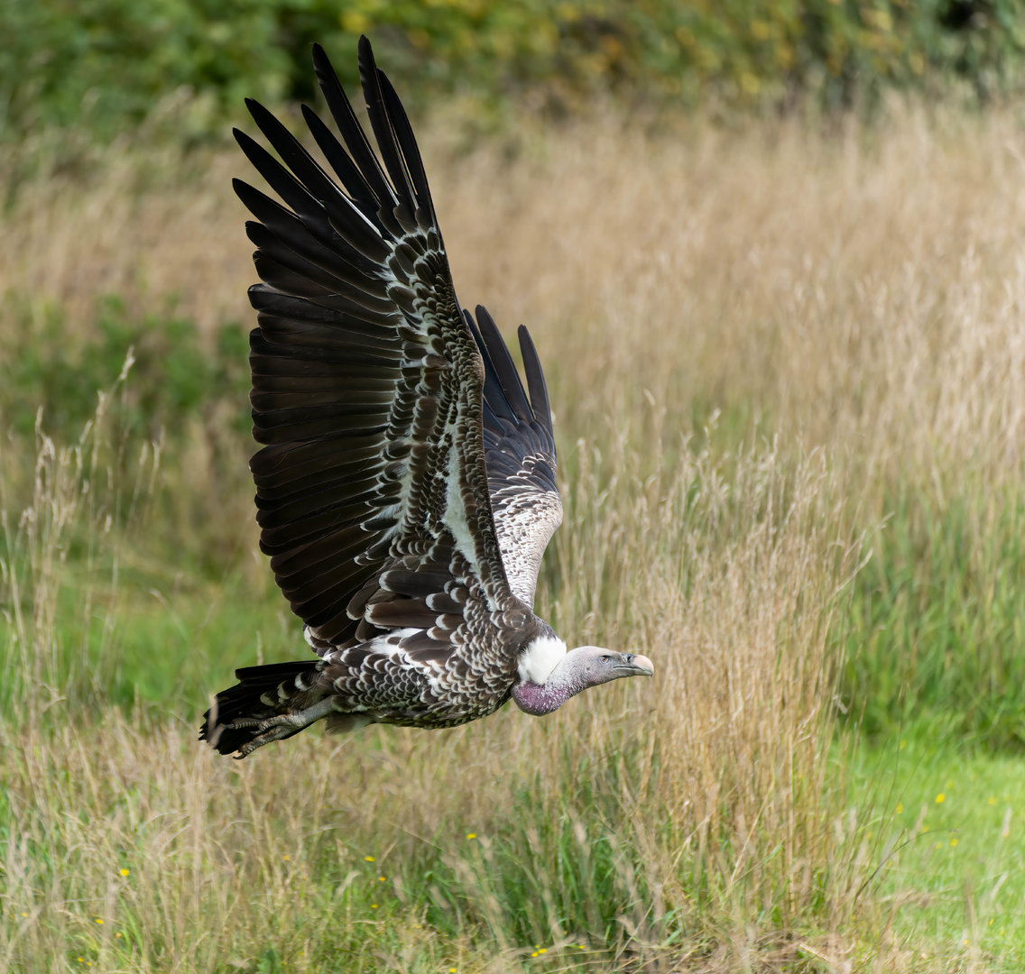 Ruppell's griffon vulture, Banham, UK