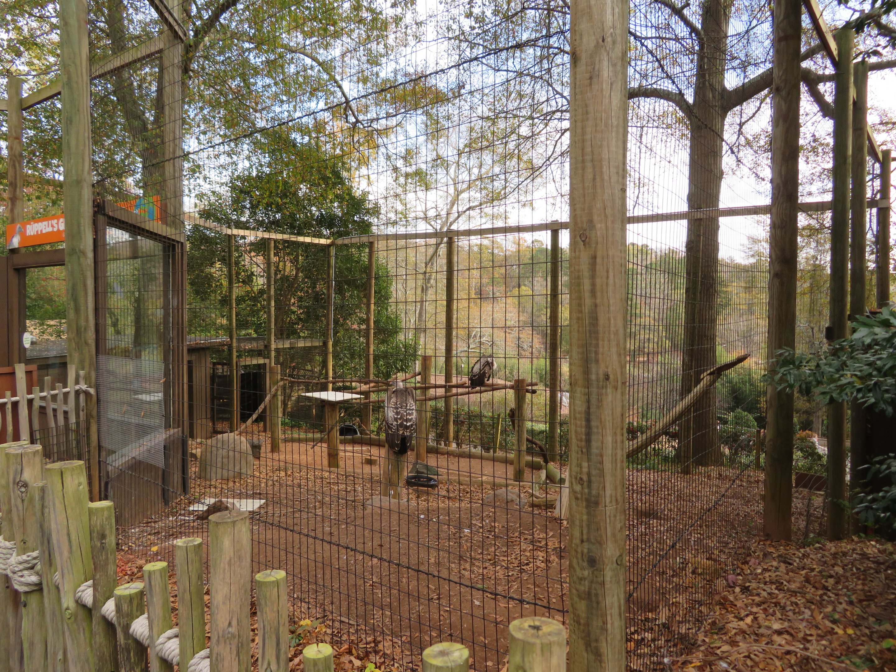Rüppell's Griffon Vulture/Bat-eared Fox Exhibit