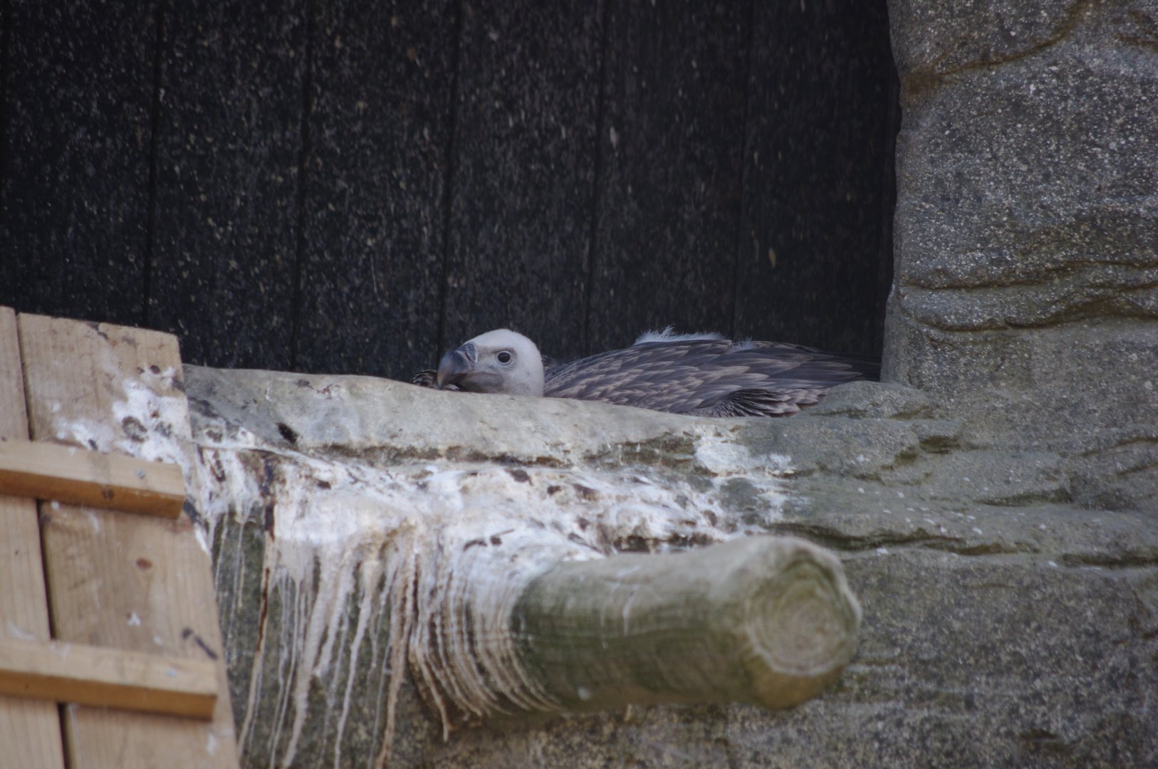 Ruppell's Griffon Vulture Chick?- 2/8/2024