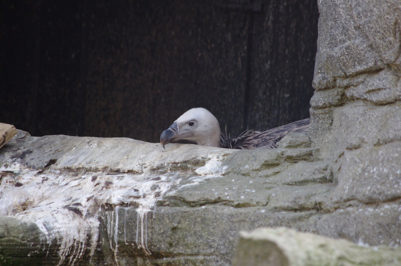 Ruppell's Griffon Vulture Chick?- 2/8/2024