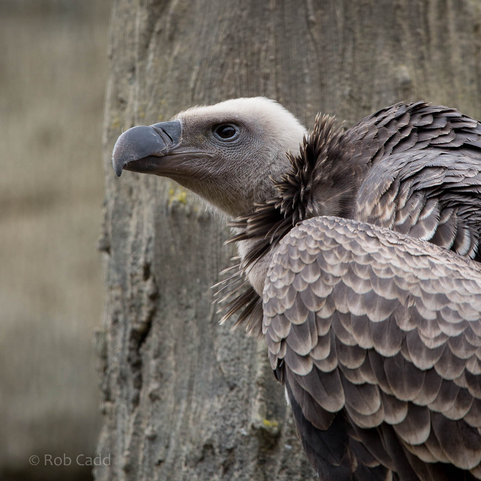 Ruppells griffon vulture : Colchester : 18 Oct 2014