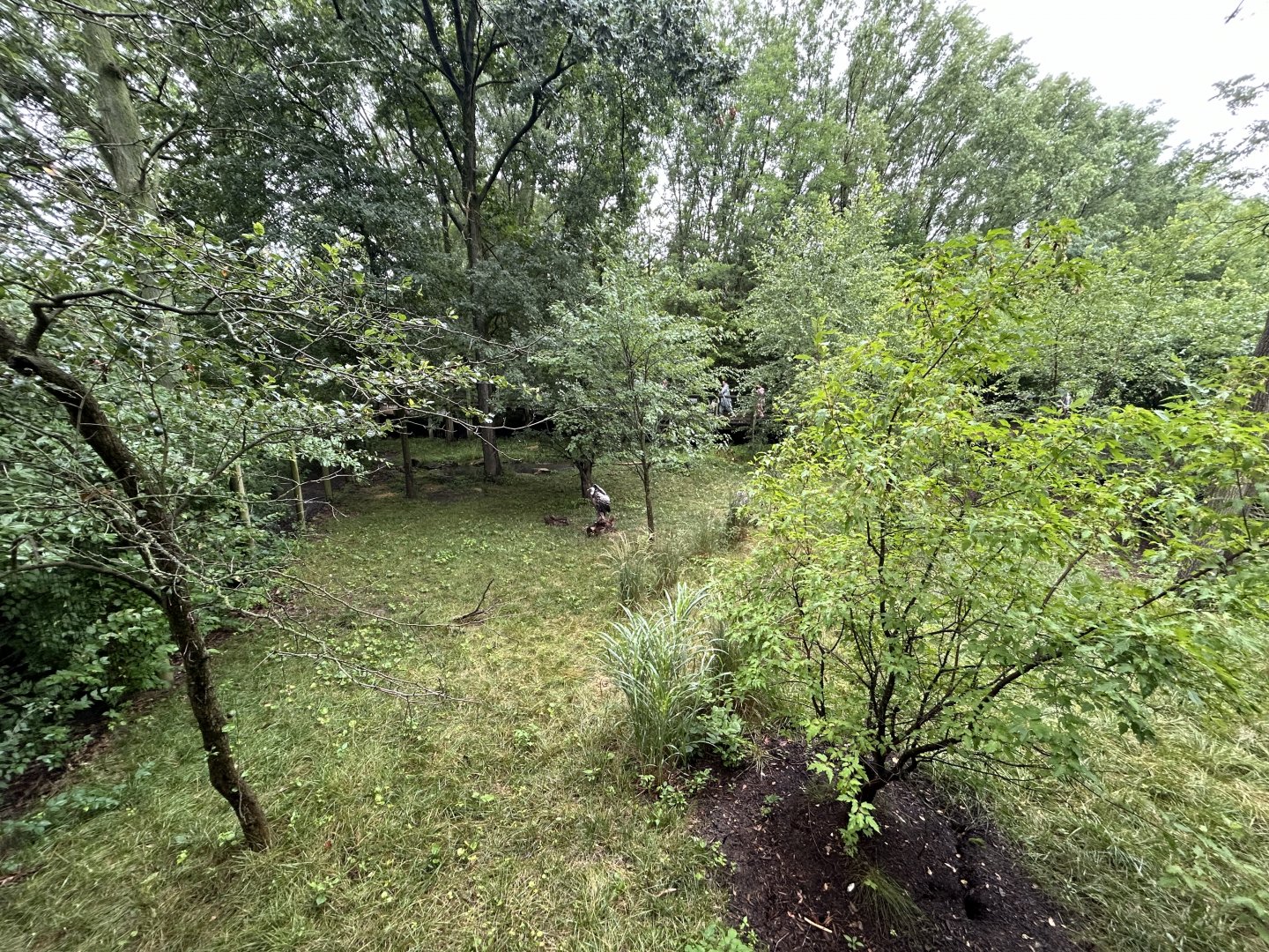 Ruppell’s Griffon Vulture Exhibit - African Journey