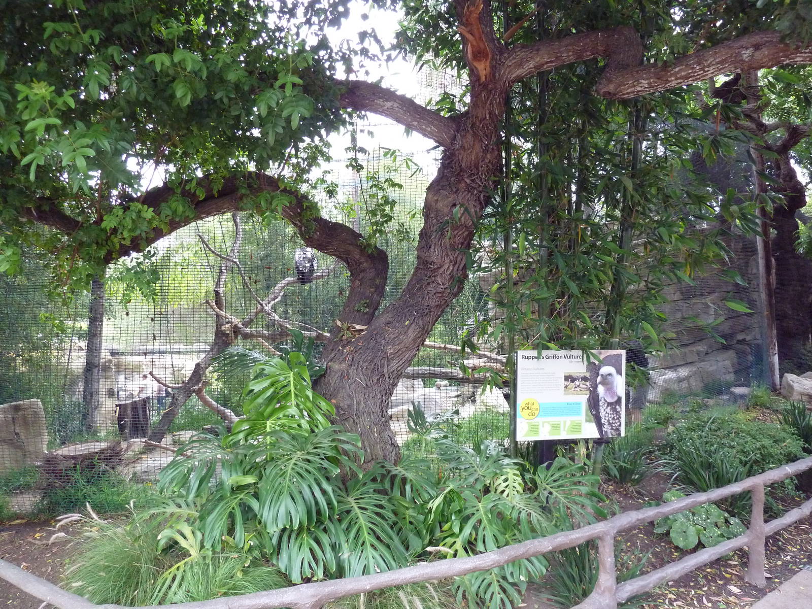 Ruppell's Griffon Vulture Exhibit