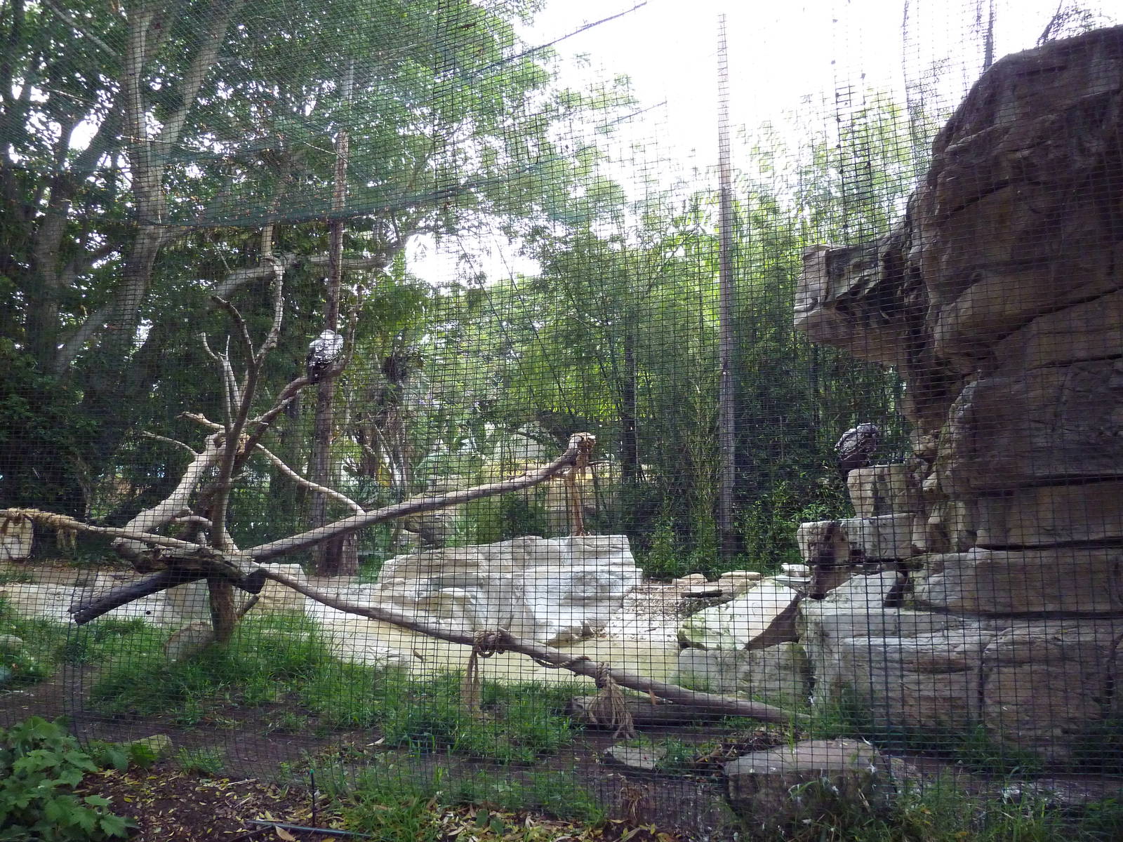 Ruppell's Griffon Vulture Exhibit