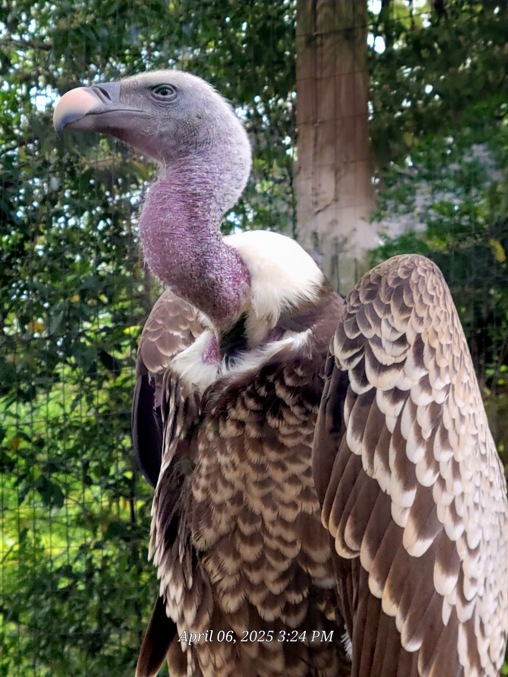Ruppell's Griffon Vulture - Greenville Zoo - April 2025