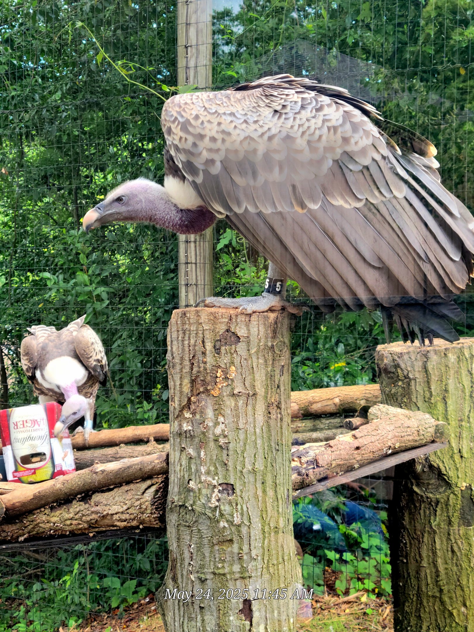 Ruppell's Griffon Vulture-Greenville Zoo
