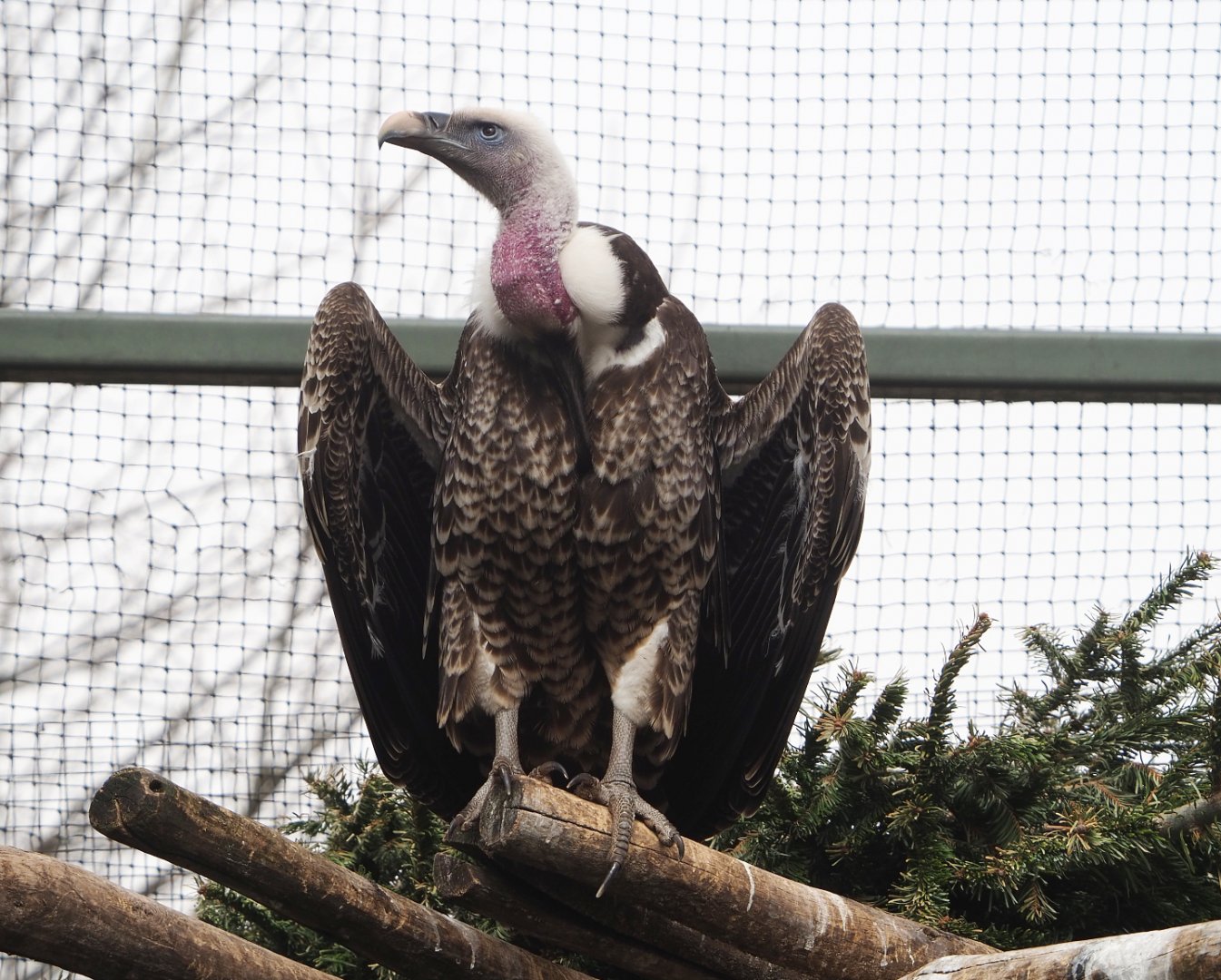 Rüppell's griffon vulture (Gyps rueppelli rueppelli), 2022-03-16