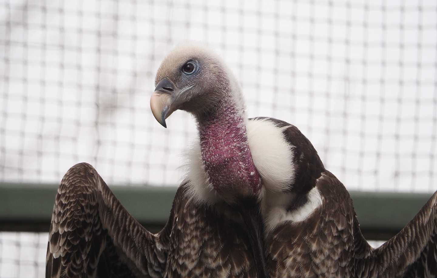 Rüppell's griffon vulture (Gyps rueppelli rueppelli), 2022-03-16