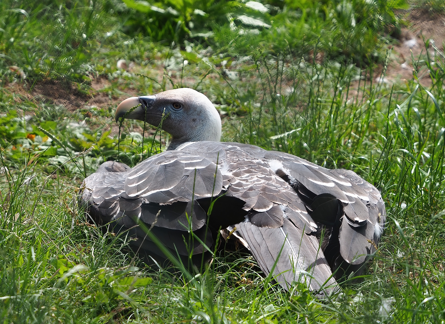 Rüppell's griffon vulture (Gyps rueppelli rueppelli), 2022-06-12