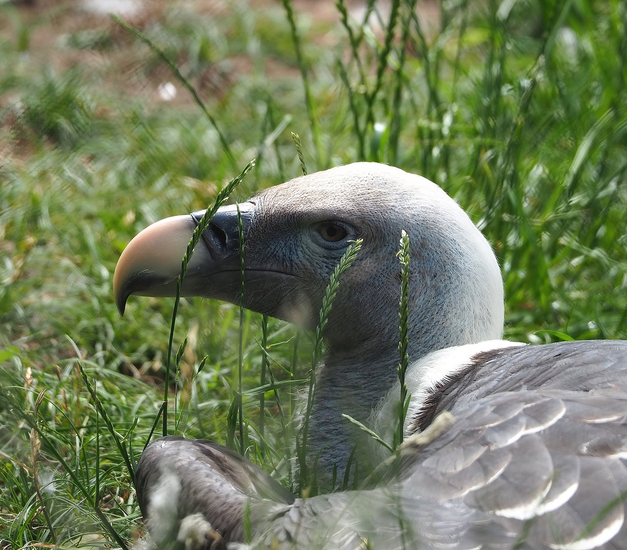 Rüppell's griffon vulture (Gyps rueppelli rueppelli), 2022-06-12