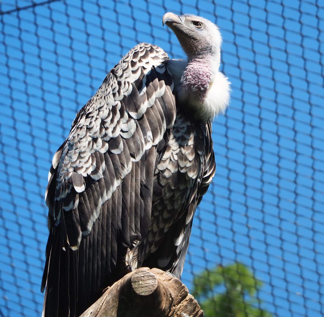 Rüppell's griffon vulture (Gyps rueppelli rueppelli), 2022-06-28