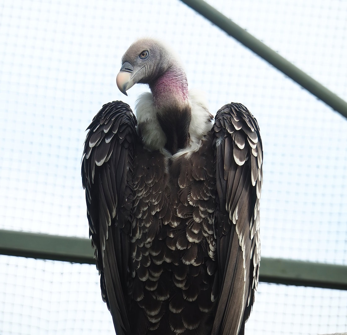 Rüppell's griffon vulture (Gyps rueppelli rueppelli), 2022-07-10