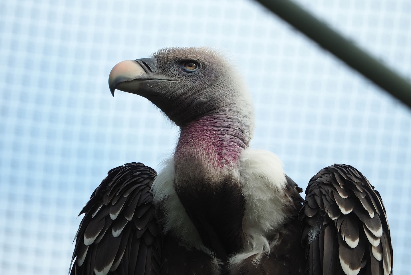 Rüppell's griffon vulture (Gyps rueppelli rueppelli), 2022-07-10