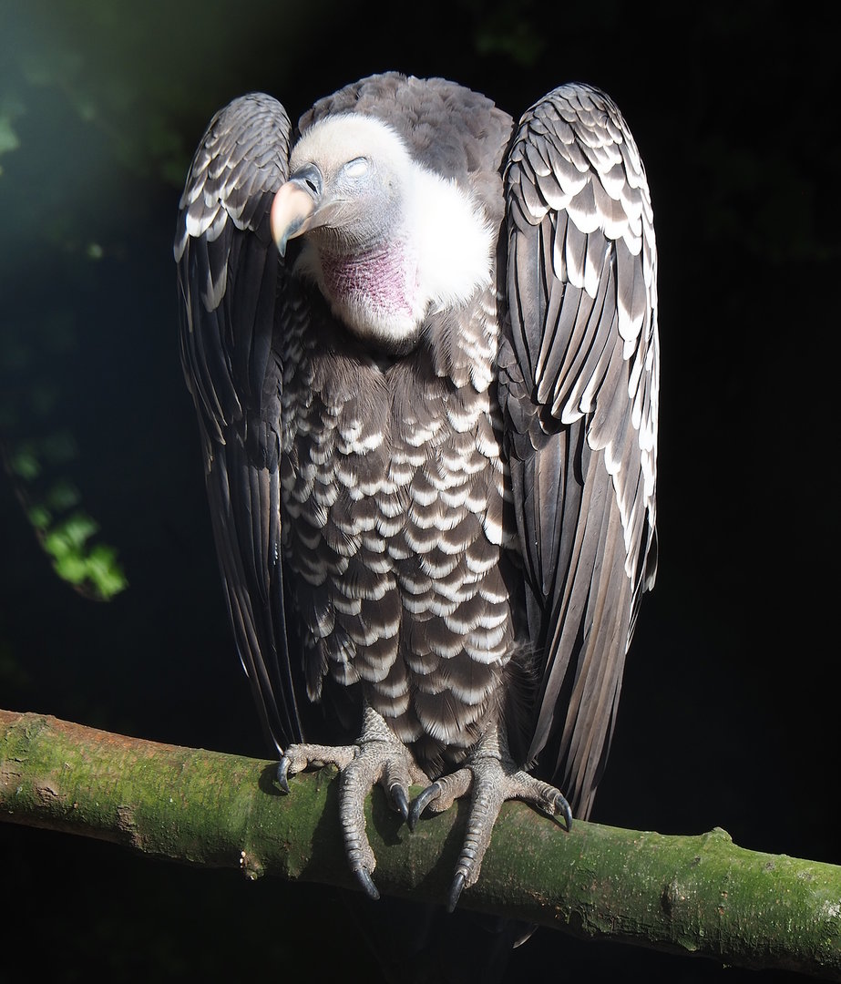 Rüppell's griffon vulture (Gyps rueppelli rueppelli), 2022-08-28