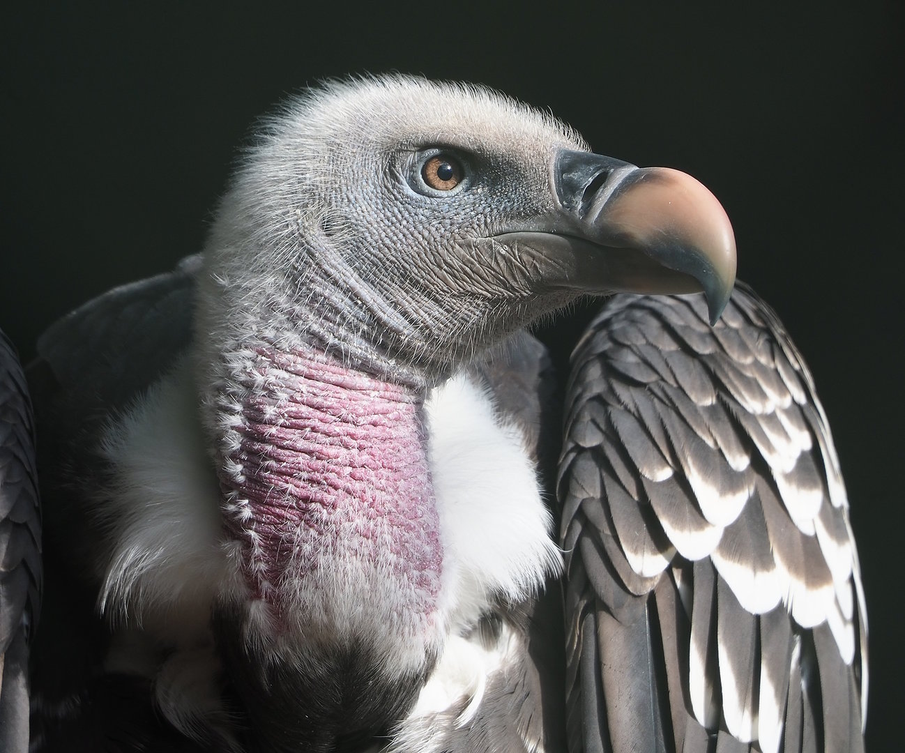 Rüppell's griffon vulture (Gyps rueppelli rueppelli), 2022-08-28