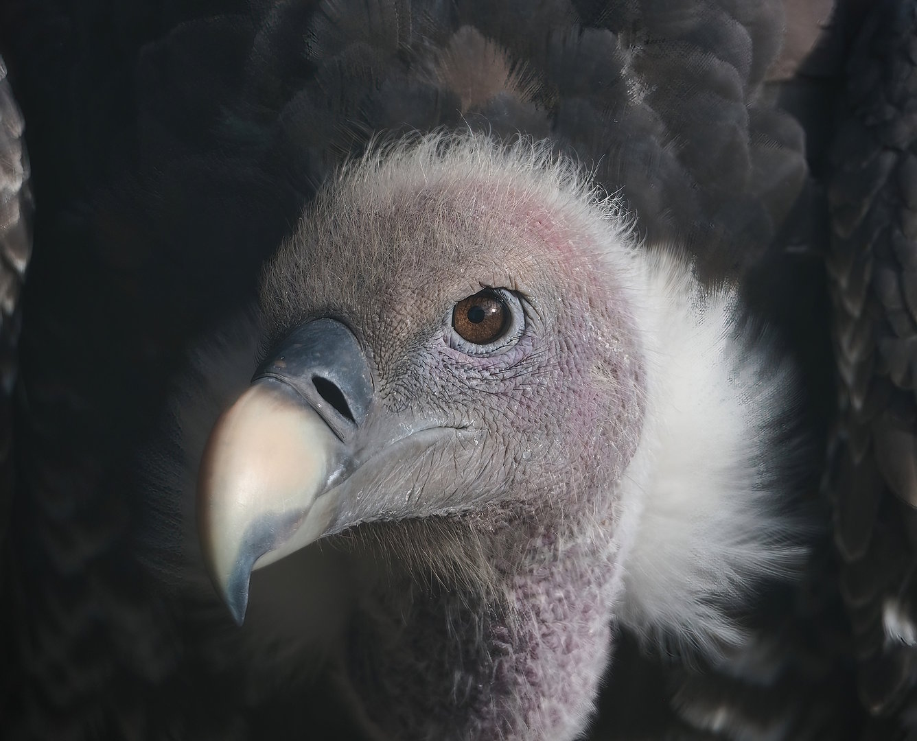 Rüppell's griffon vulture (Gyps rueppelli rueppelli), 2022-08-28