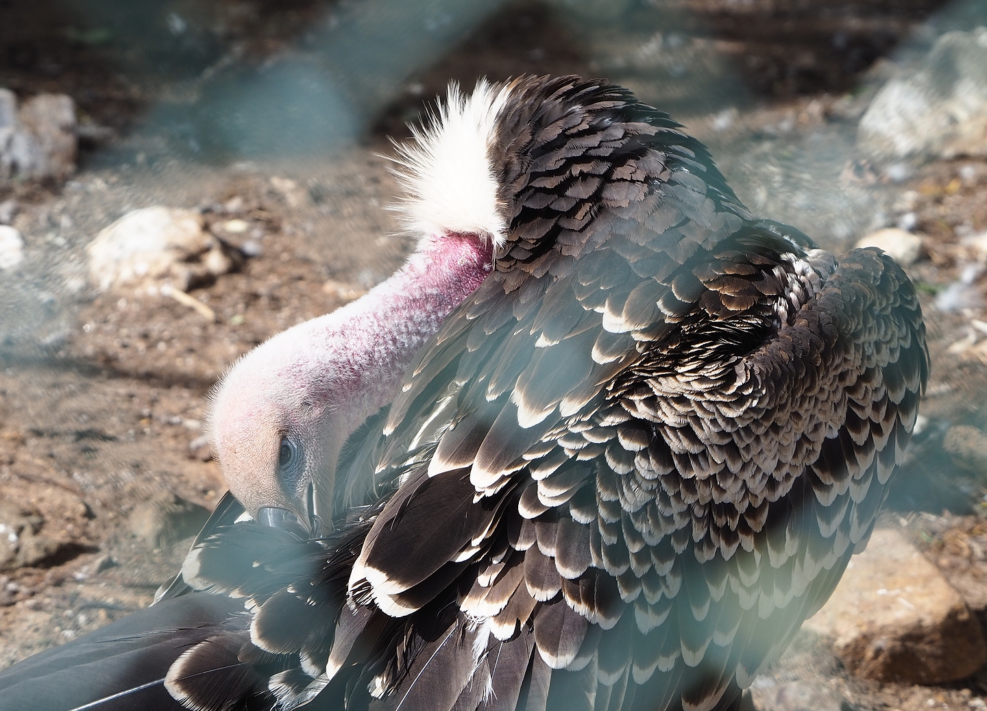 Rüppell's griffon vulture (Gyps rueppelli rueppelli), 2022-08-28