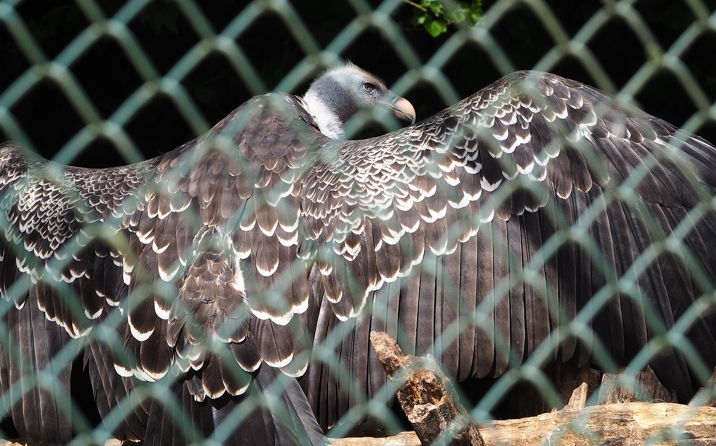 Rüppell's griffon vulture (Gyps rueppelli rueppelli), 2022-08-28
